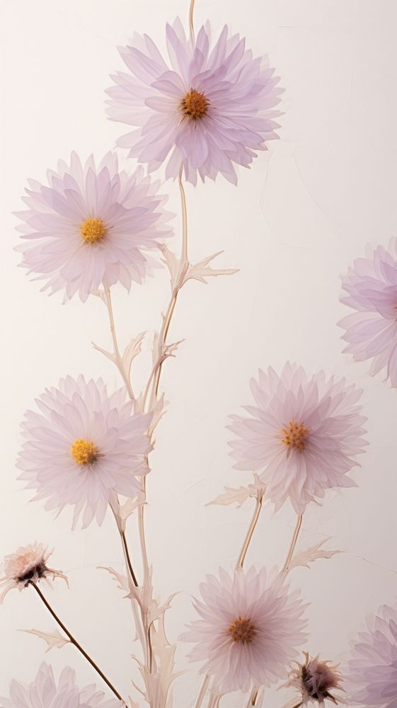 Real pressed aster flowers blossom petal plant.