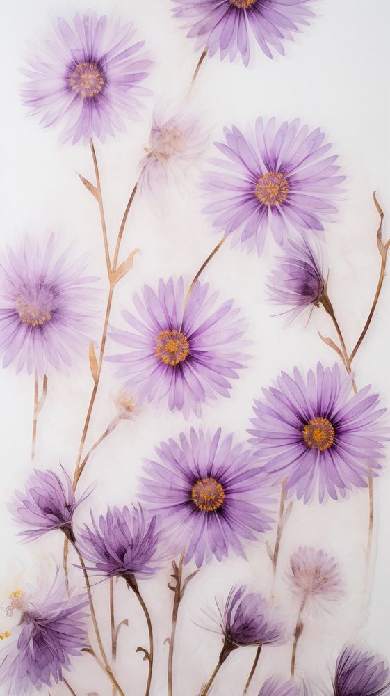 Real pressed aster flowers blossom purple petal.