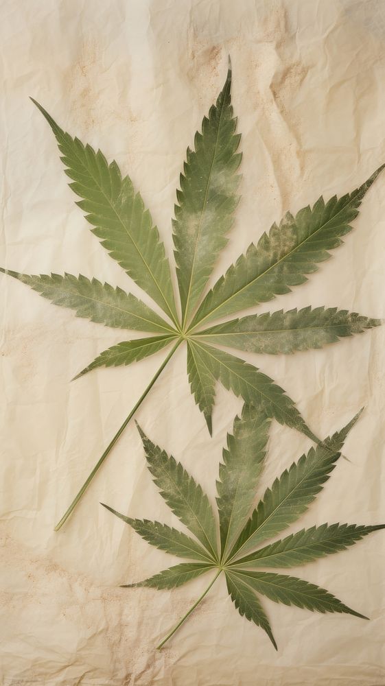 Real pressed cannabis leaves herbs backgrounds plant.