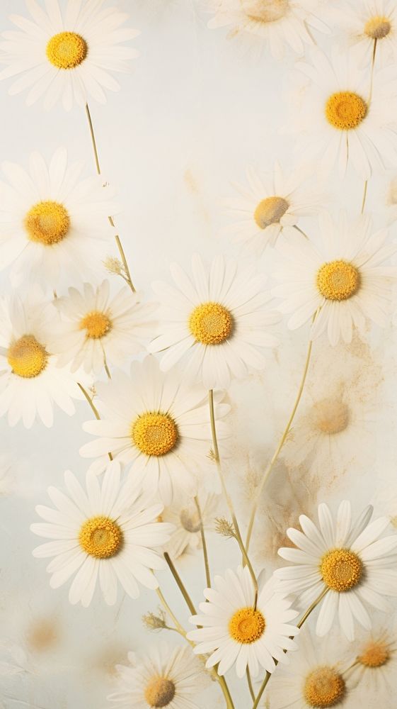 Real pressed Chamomile flowers backgrounds petal daisy.