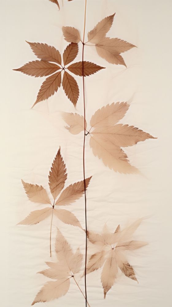 Real pressed chestnut leaves plant leaf tree.