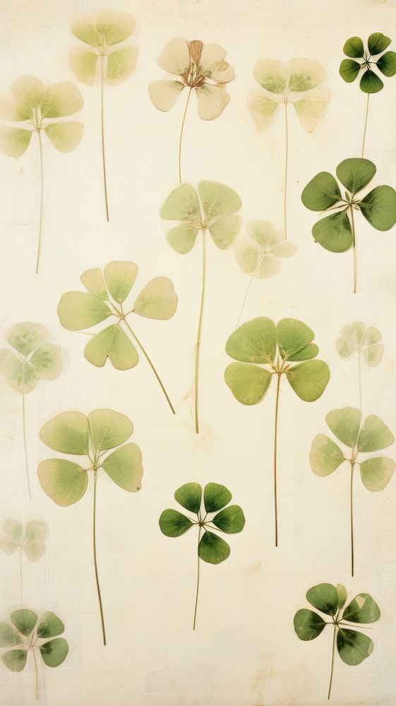 Real pressed clover leaves backgrounds pattern plant.