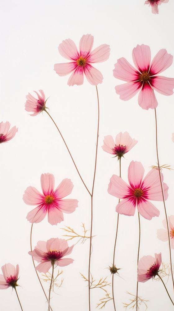Real pressed cosmos flowers blossom petal plant.