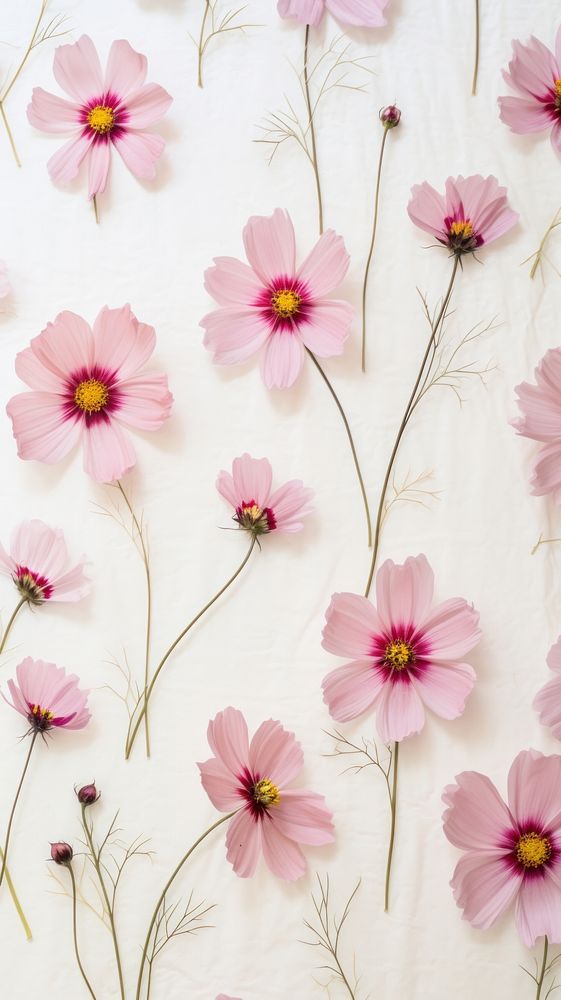 Real pressed cosmos flowers backgrounds pattern petal.