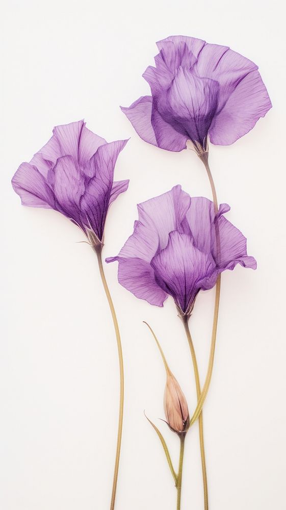 Real pressed eustoma flower purple petal.