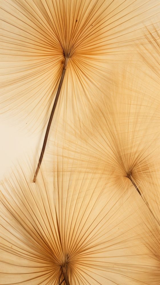 Real pressed fan palm leaves backgrounds textured nature.
