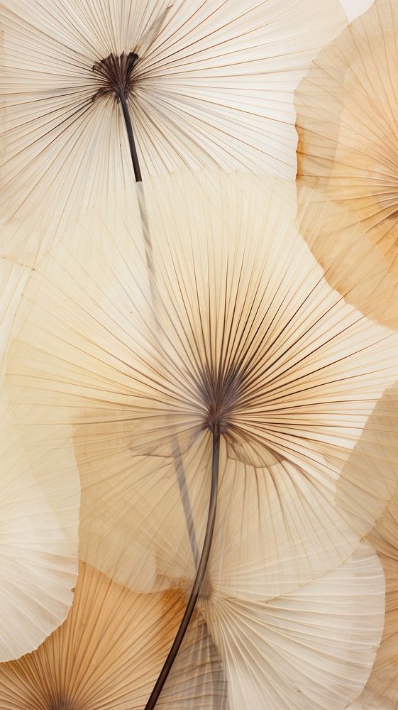 Real pressed fan palm leaves backgrounds textured umbrella.