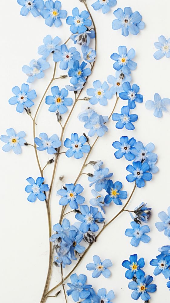 Real pressed forget me not flowers blossom nature plant.