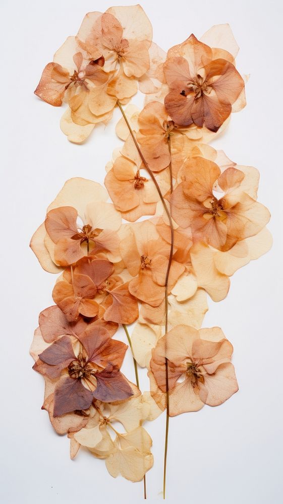 Real pressed Hydrangea flowers plant petal accessories.