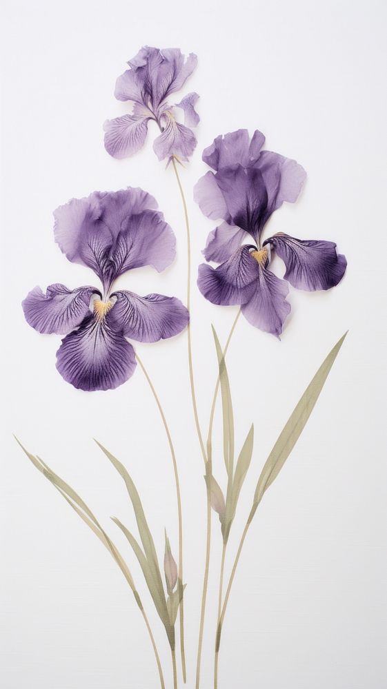 Real pressed Japanese Iris flowers iris blossom purple.