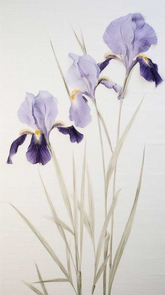 Real pressed Japanese Iris flowers iris purple petal.