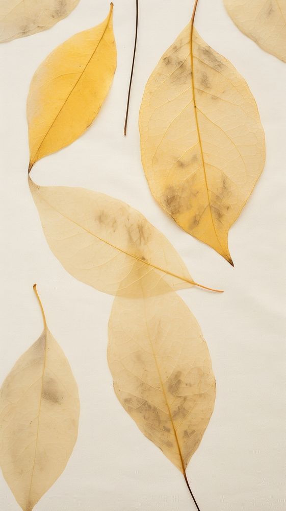 Real pressed lemon leaves backgrounds plant leaf.