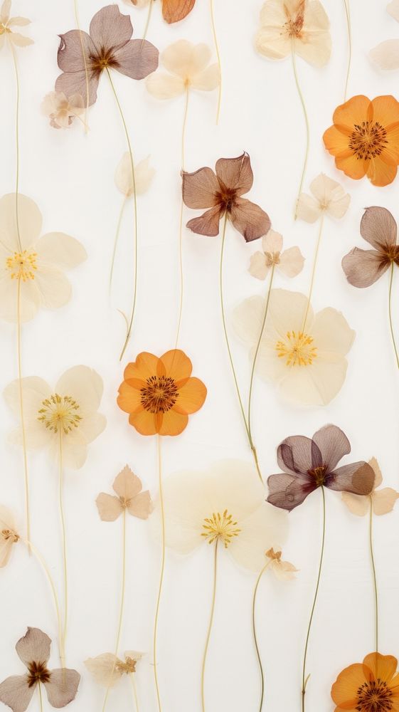 Real pressed petal flowers backgrounds wallpaper pattern.