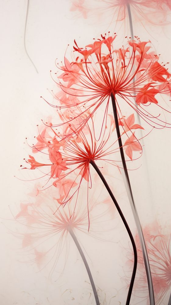 Real pressed red spider lily flowers pattern plant art.