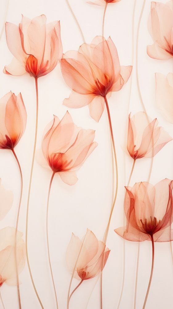 Real pressed tulip flowers backgrounds pattern petal.