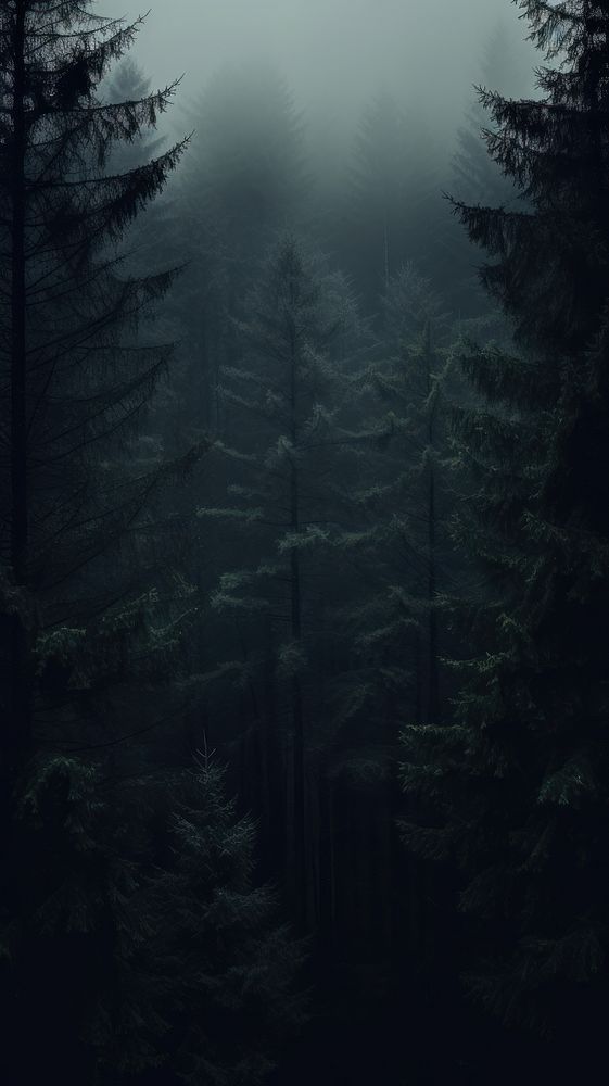 Dark aesthetic forest wallpaper outdoors woodland nature.