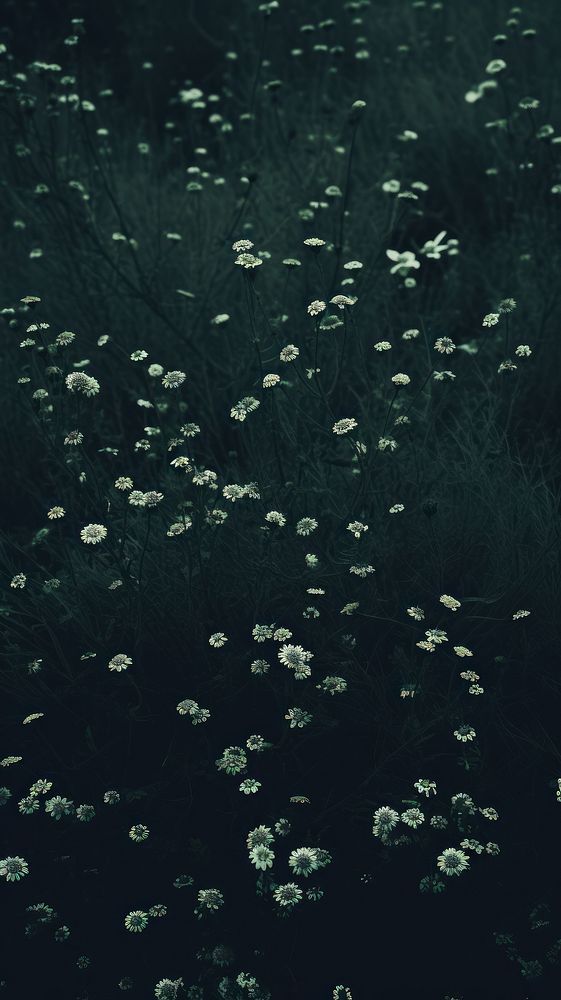 Dark aesthetic meadow wallpaper outdoors | Premium Photo - rawpixel