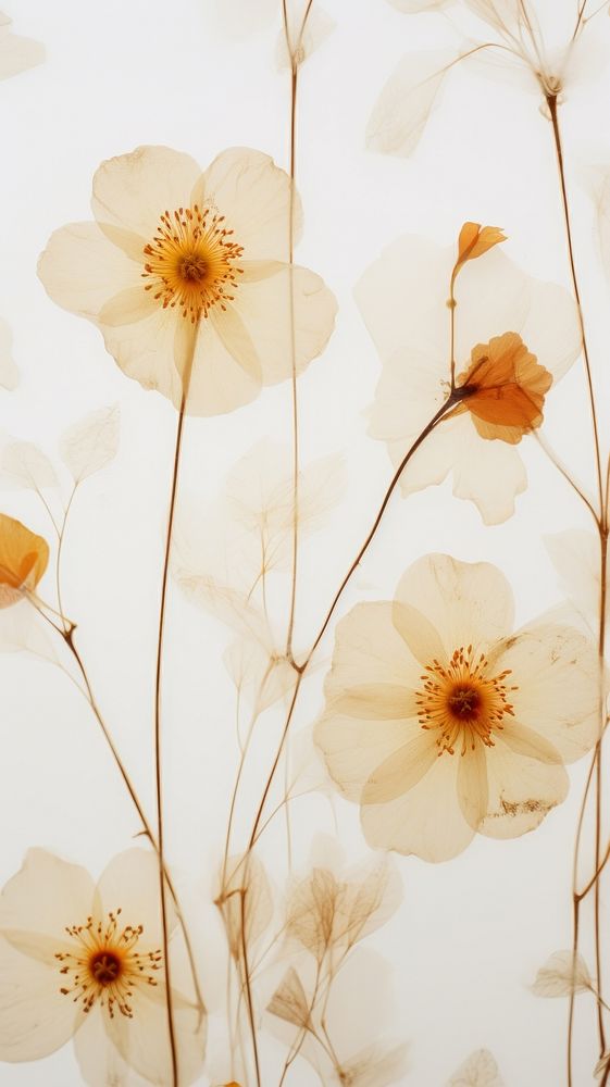 Beautiful pressed flowers wallpaper backgrounds pattern plant.