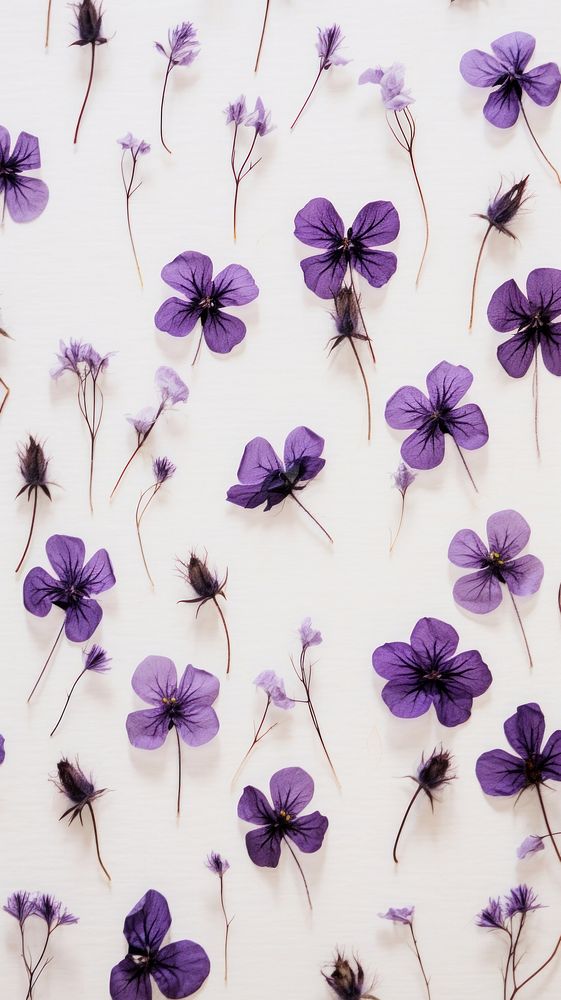 Real pressed mini purple flowers backgrounds petal plant.