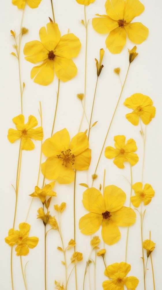 Real pressed mini yellow flowers backgrounds petal plant.