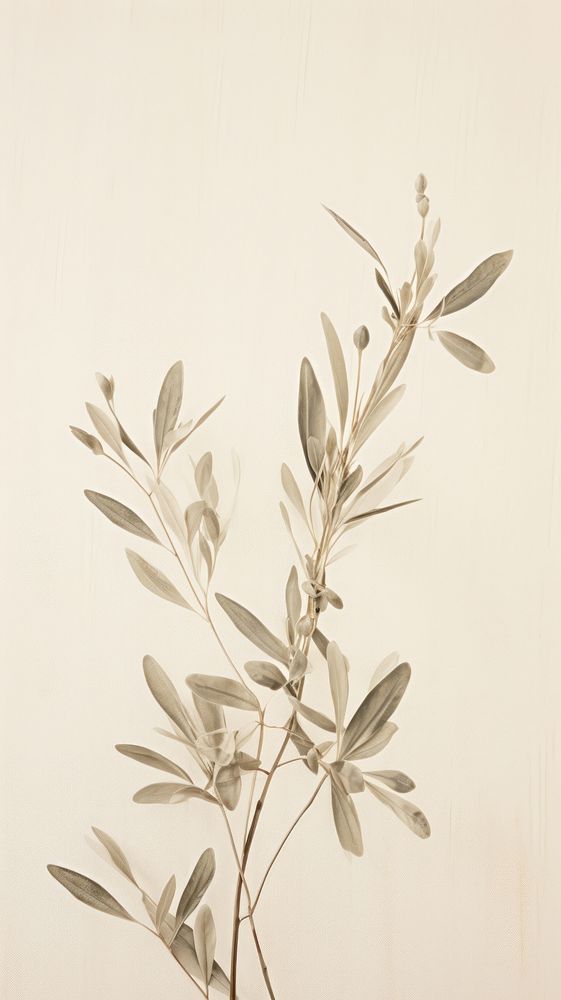 Pressed olive plant wallpaper flower leaf graphics.