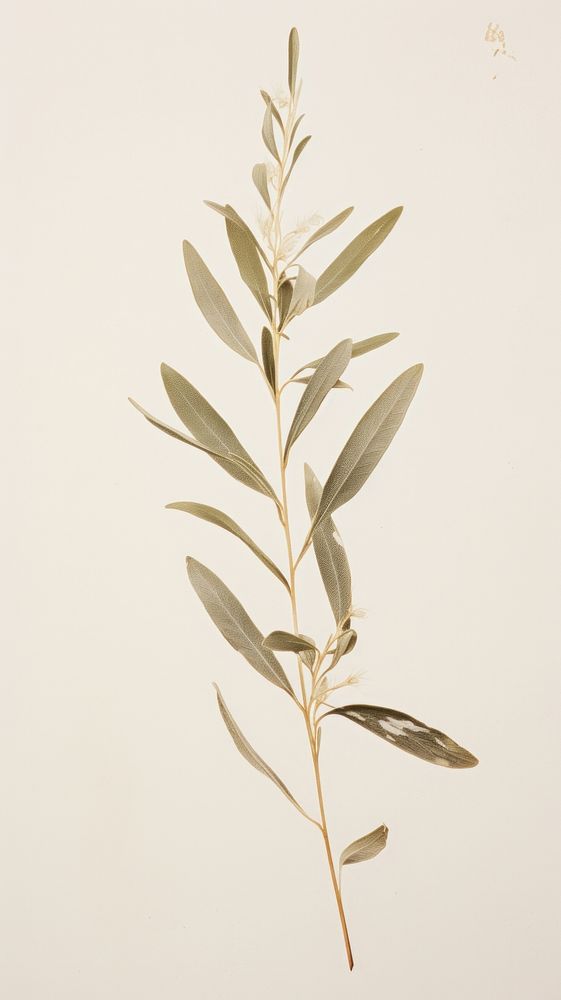 Pressed olive plant wallpaper herbs flower leaf.