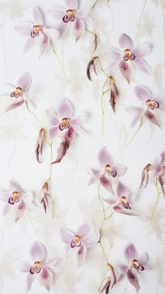 Real pressed orchid field flower backgrounds petal plant.