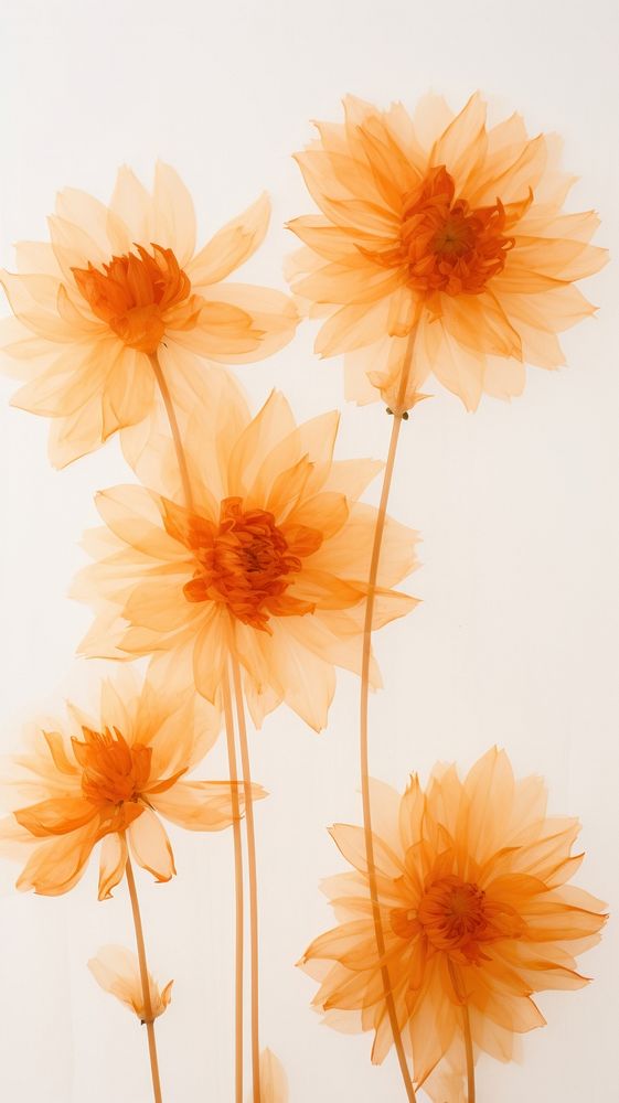 Pressed orange dahlias wallpaper flower petal plant.