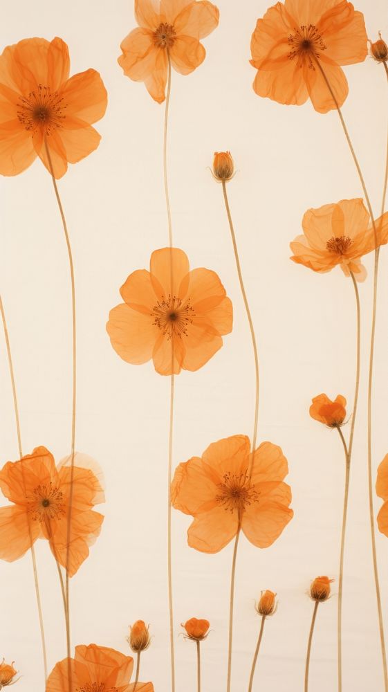 Real pressed orange flowers backgrounds wallpaper petal.