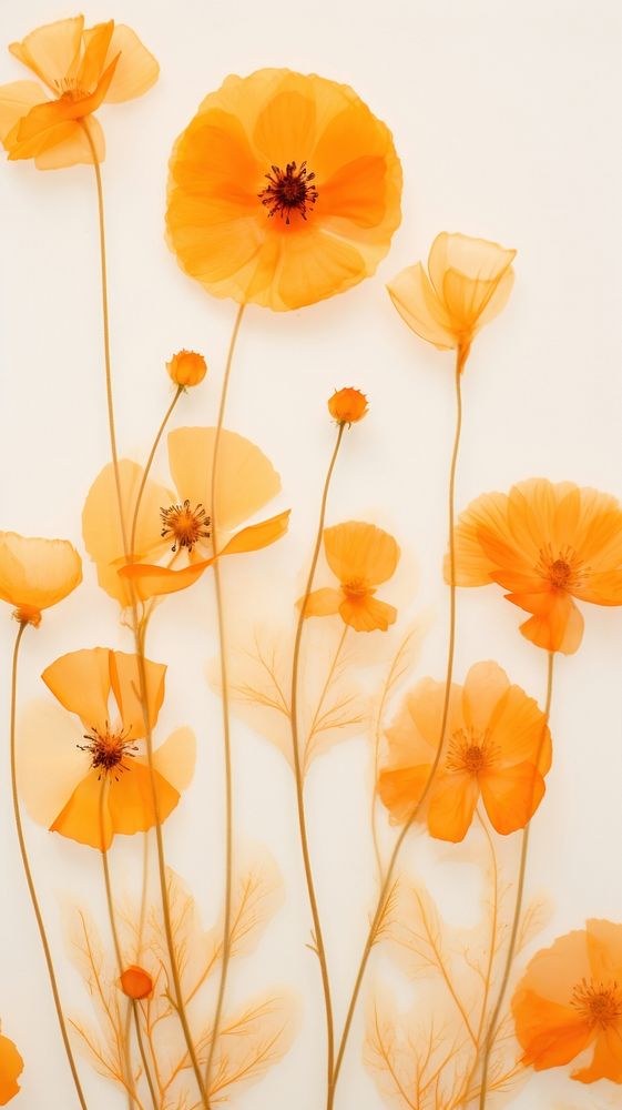 Real pressed orange flowers backgrounds pattern petal.