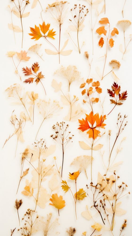 Real pressed autumn flowers backgrounds pattern plant.