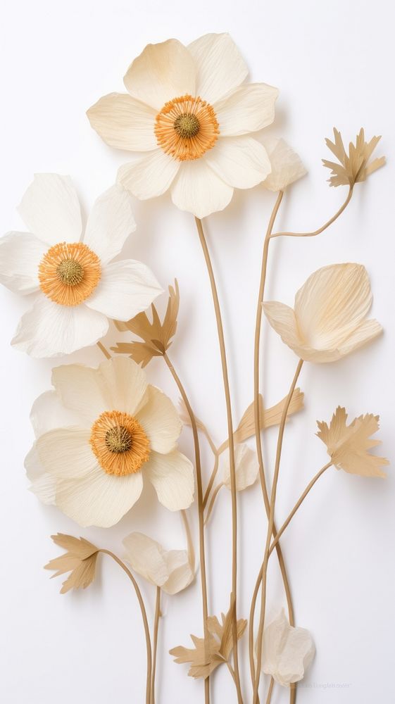 Pressed anemone flowers wallpaper petal plant inflorescence.