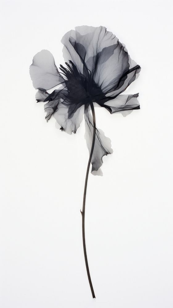 Real pressed black flower petal plant inflorescence.