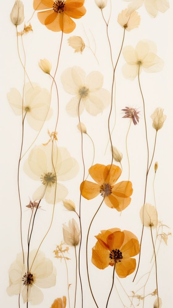 Pressed blooming flowers wallpaper backgrounds pattern plant.