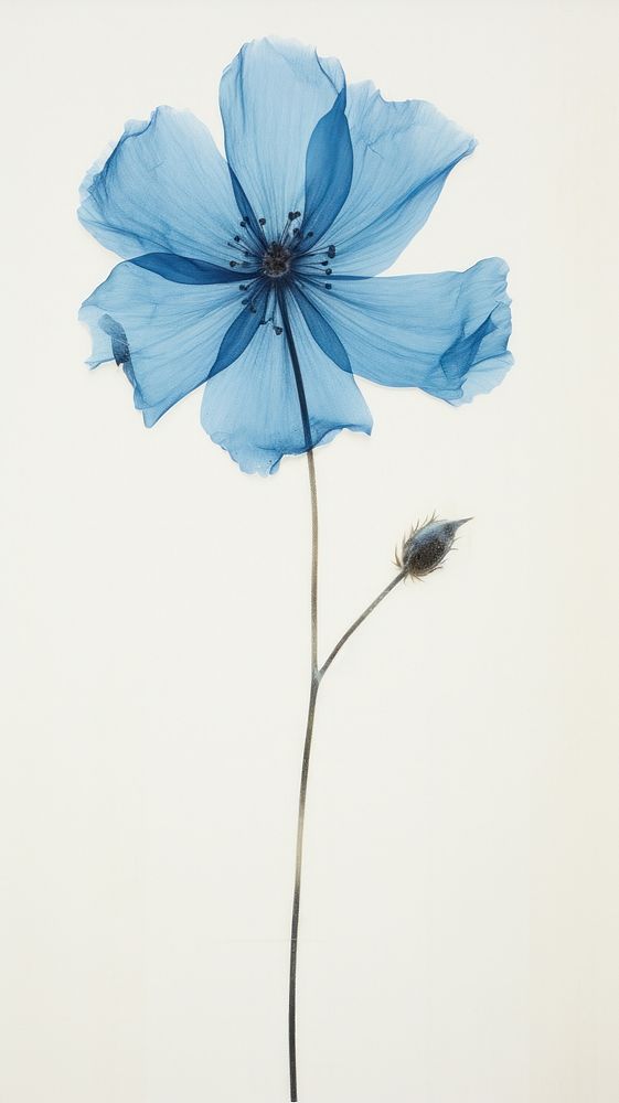 Real pressed blue field flower | Premium Photo - rawpixel