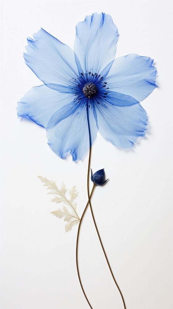 Real pressed blue flower petal plant inflorescence.