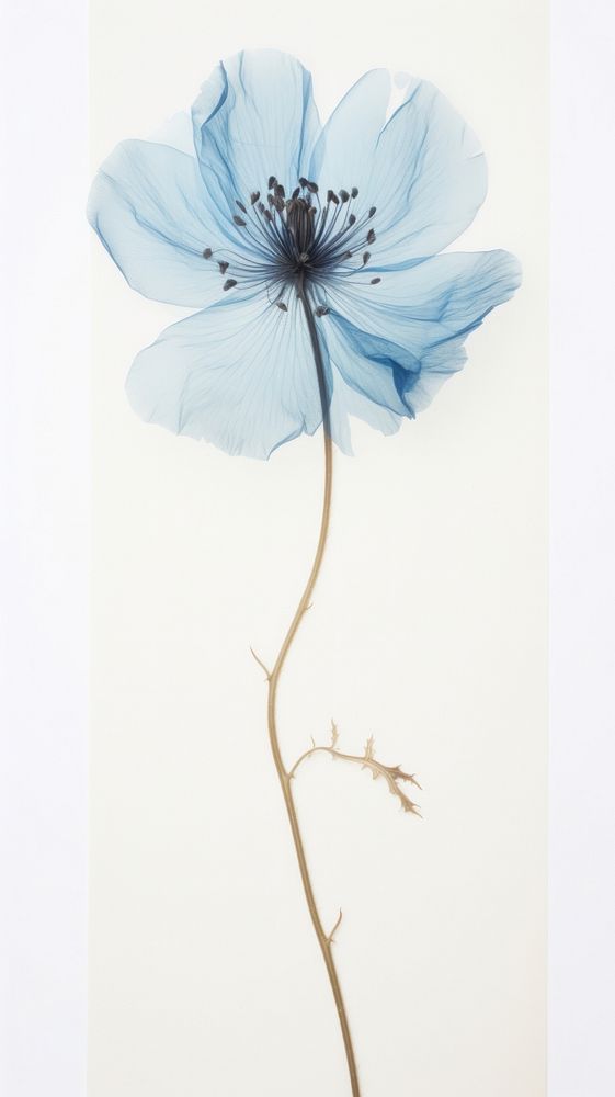 Pressed blue flower blossom petal plant inflorescence.