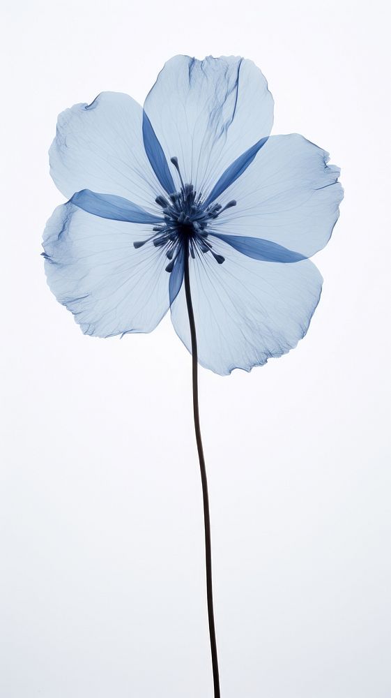 Pressed blue flower blossom outdoors petal plant.
