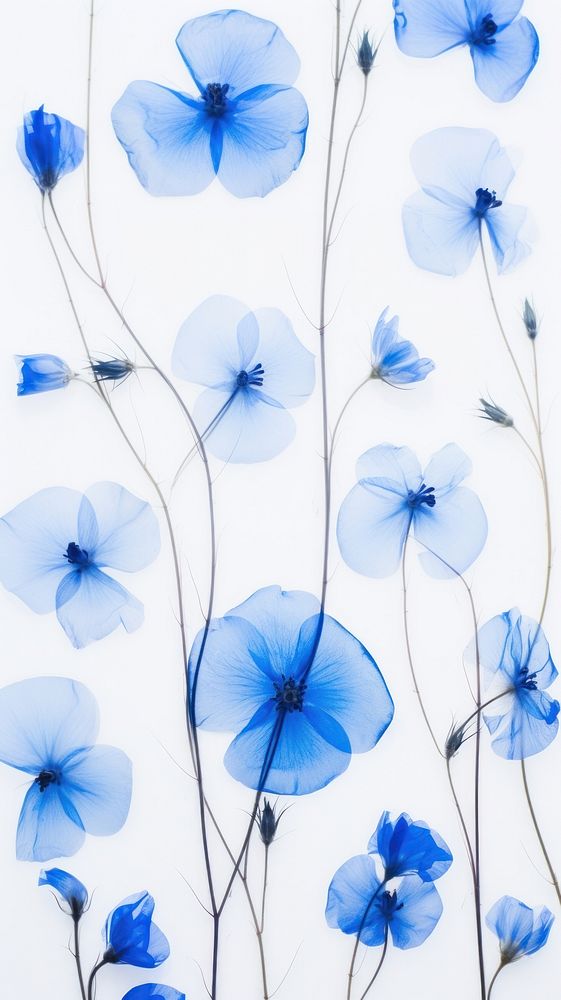 Pressed blue flowers wallpaper backgrounds nature petal.