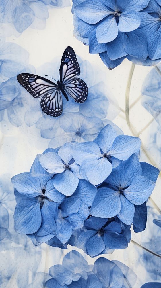 Flower backgrounds hydrangea butterfly.
