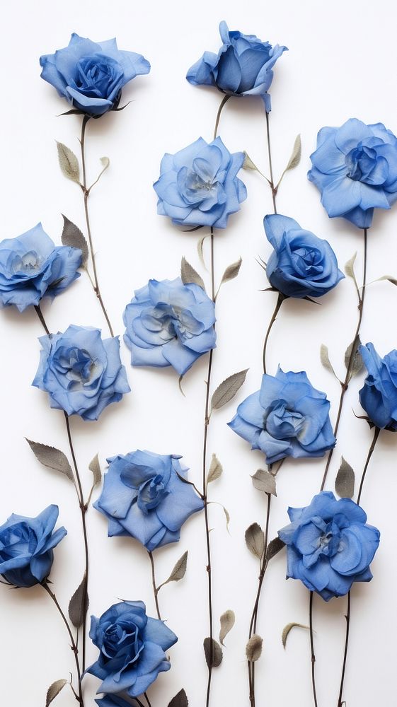 Real pressed blue rose flowers petal plant inflorescence.