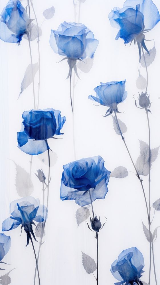 Real pressed blue rose flowers backgrounds petal plant.