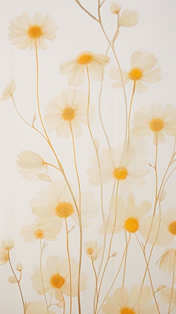 Pressed chanomile flower wallpaper pattern plant art.