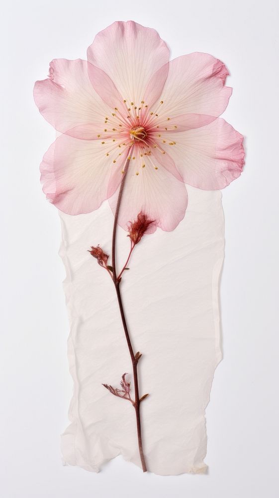 Real pressed cherry blossom flower petal plant paper.