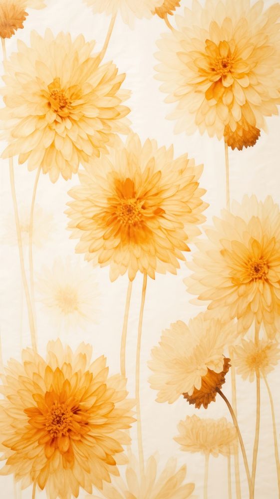 Real pressed chrysanthemum flowers backgrounds chrysanths wallpaper.