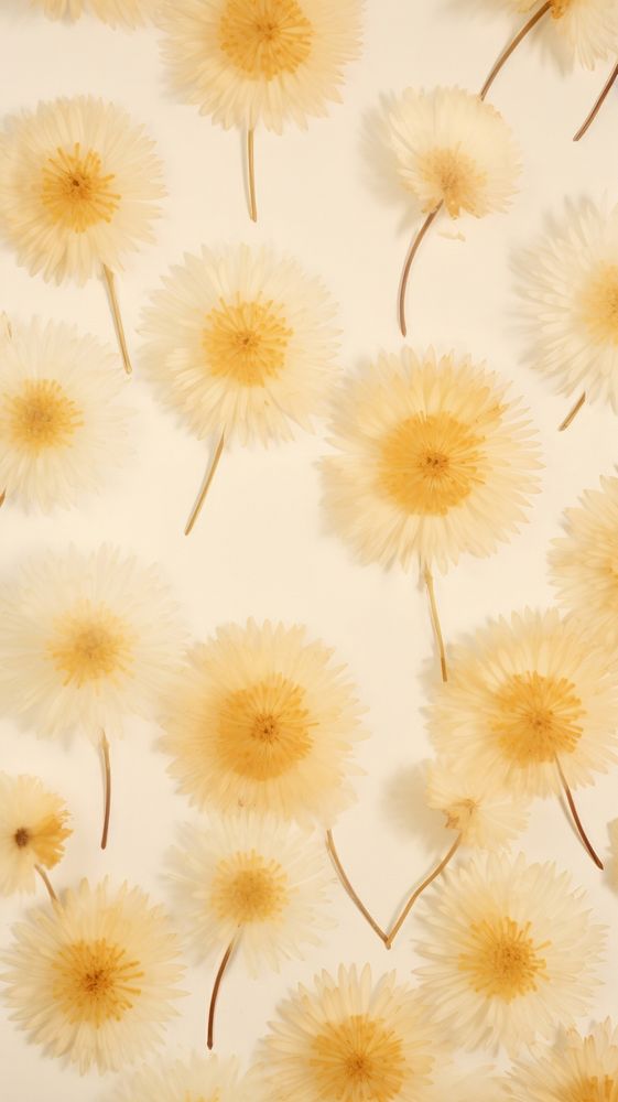 Real pressed chrysanthemum flowers backgrounds chrysanths dandelion.