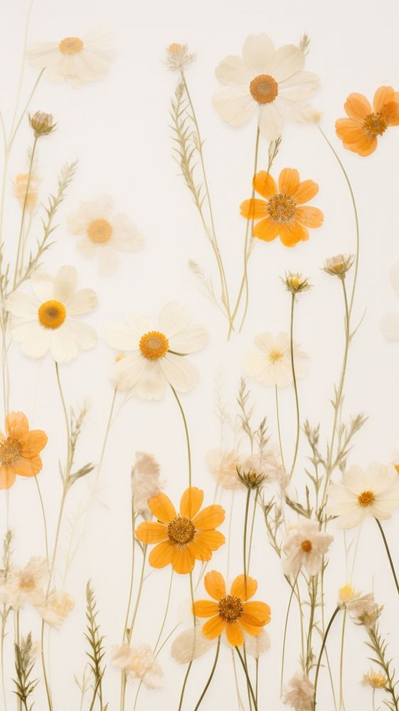 Real pressed daisy flowers backgrounds pattern plant.