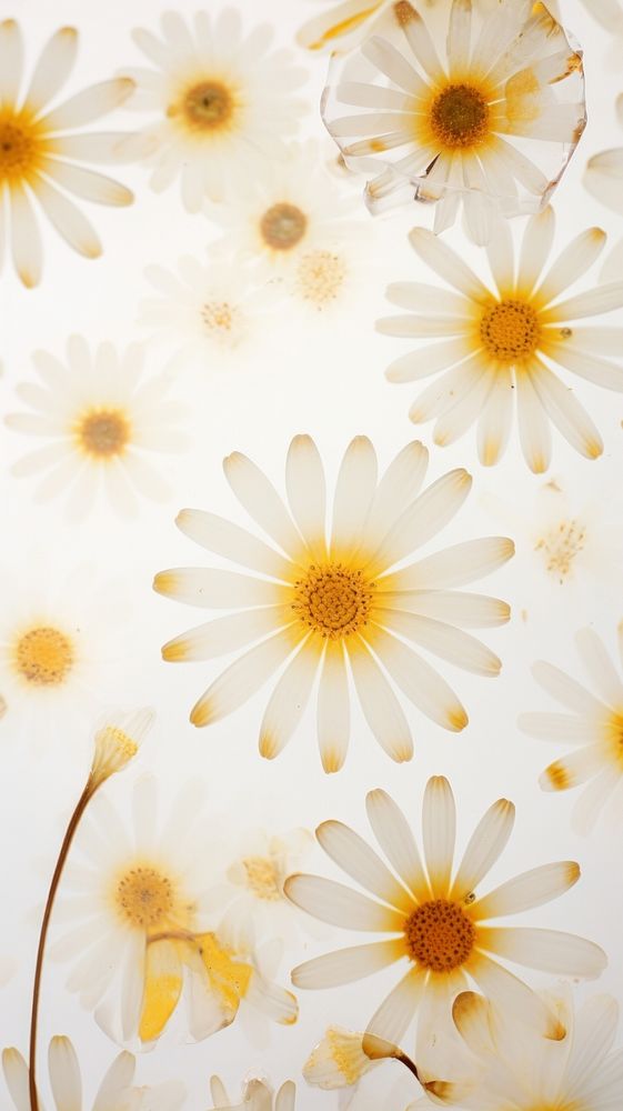 Real pressed daisy flowers backgrounds wallpaper pattern.