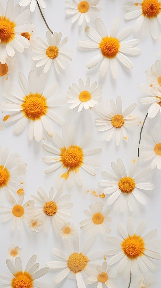 Real pressed daisy flowers backgrounds petal plant.