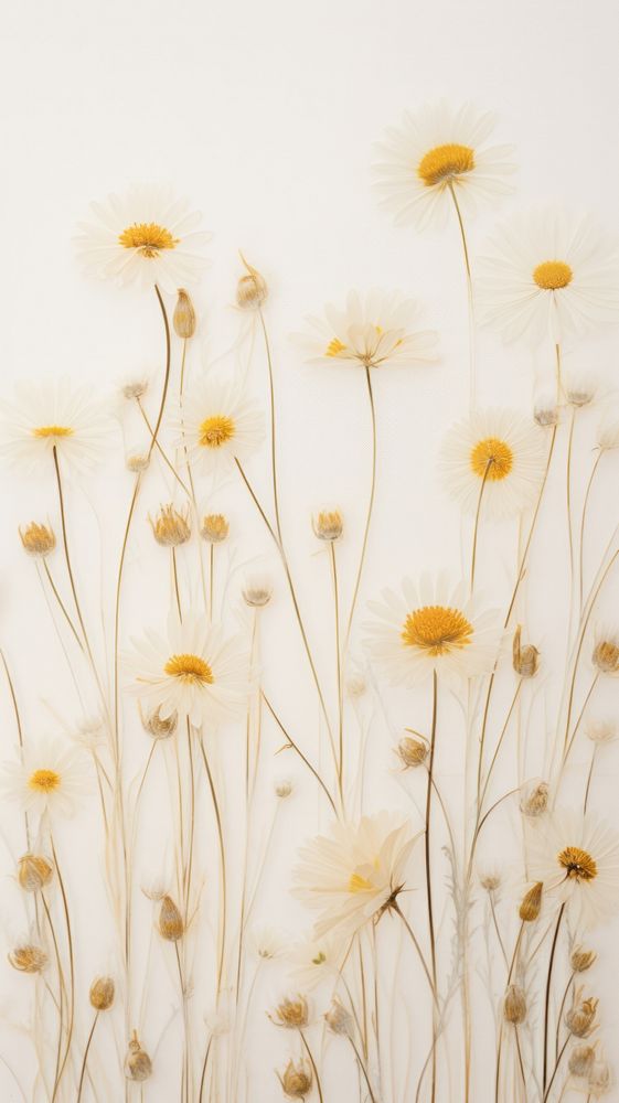 Real pressed daisy field flower backgrounds plant petal.